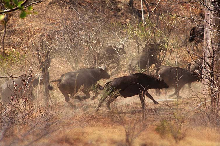 Simbabwe gilt heute als Geheimtipp unter Auslandsjägern. Hier werden zu vergleichsweise günstigen Preisen erstklassige Safaris angeboten, die wirklich nichts vermissen lassen.