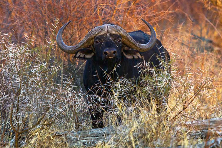 Buffalo in South Africa.