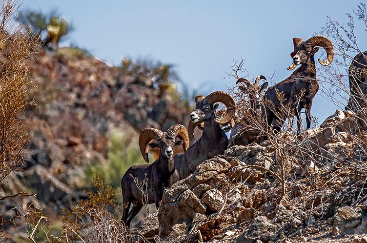 The population of desert bighorn sheep on Carmen Island has recovered. As a rule, the sheep live together in small groups.