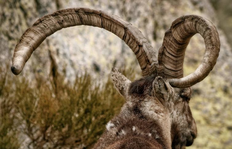 Ibex in Spain